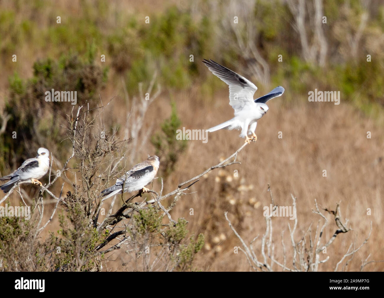 Tre White Tailed Kites per adulti e bambini Foto Stock