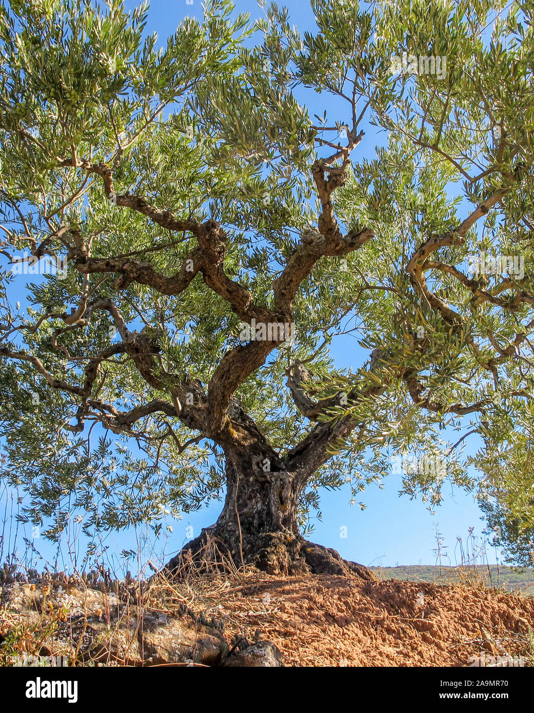 albero di ulivo Foto Stock