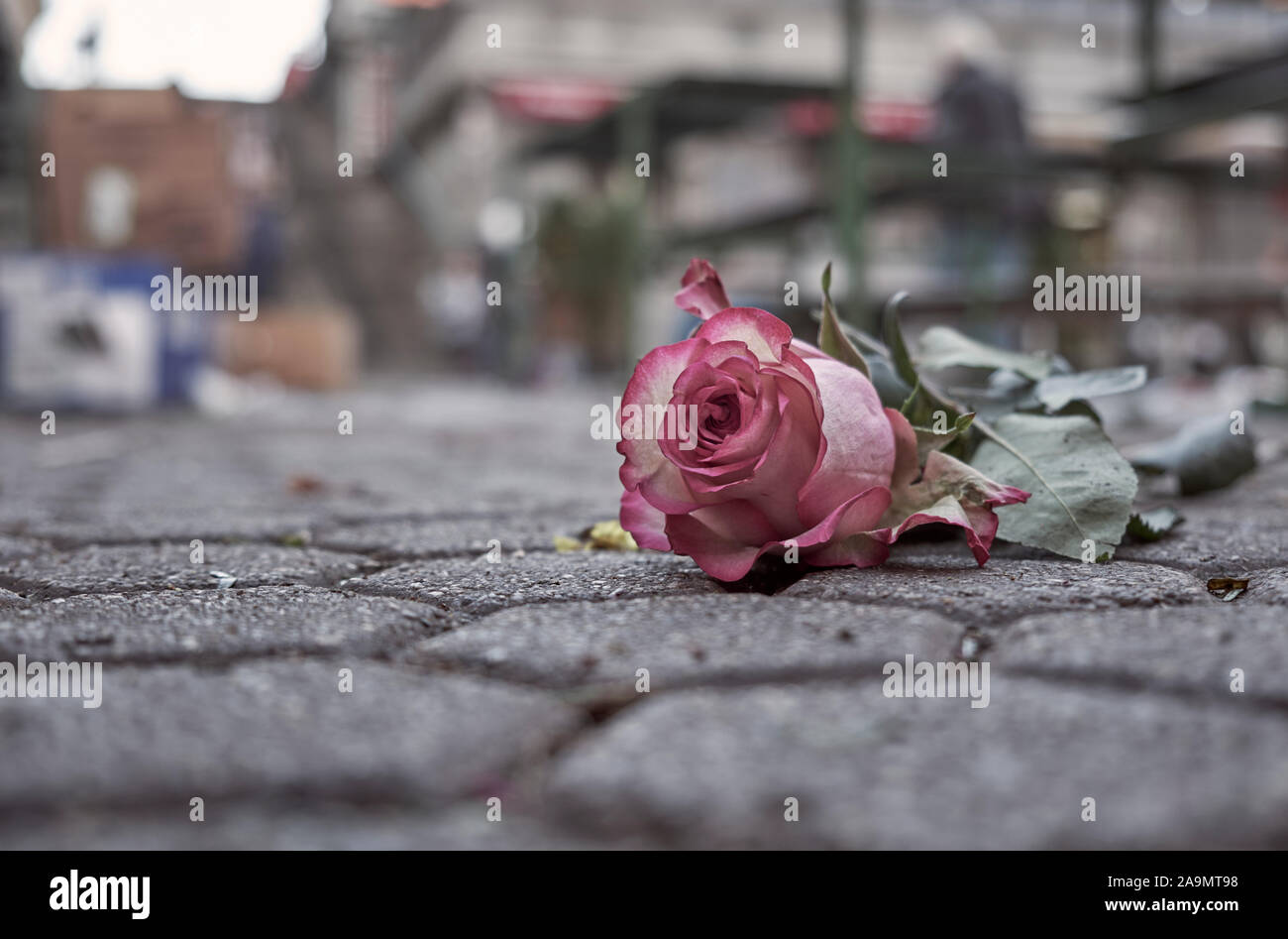 Avvizzimento decolorata rosa rosa sul marciapiede a sinistra alla fine del giorno di mercato. Concetto di abbandono e perdita. Sfondo sfocato Foto Stock
