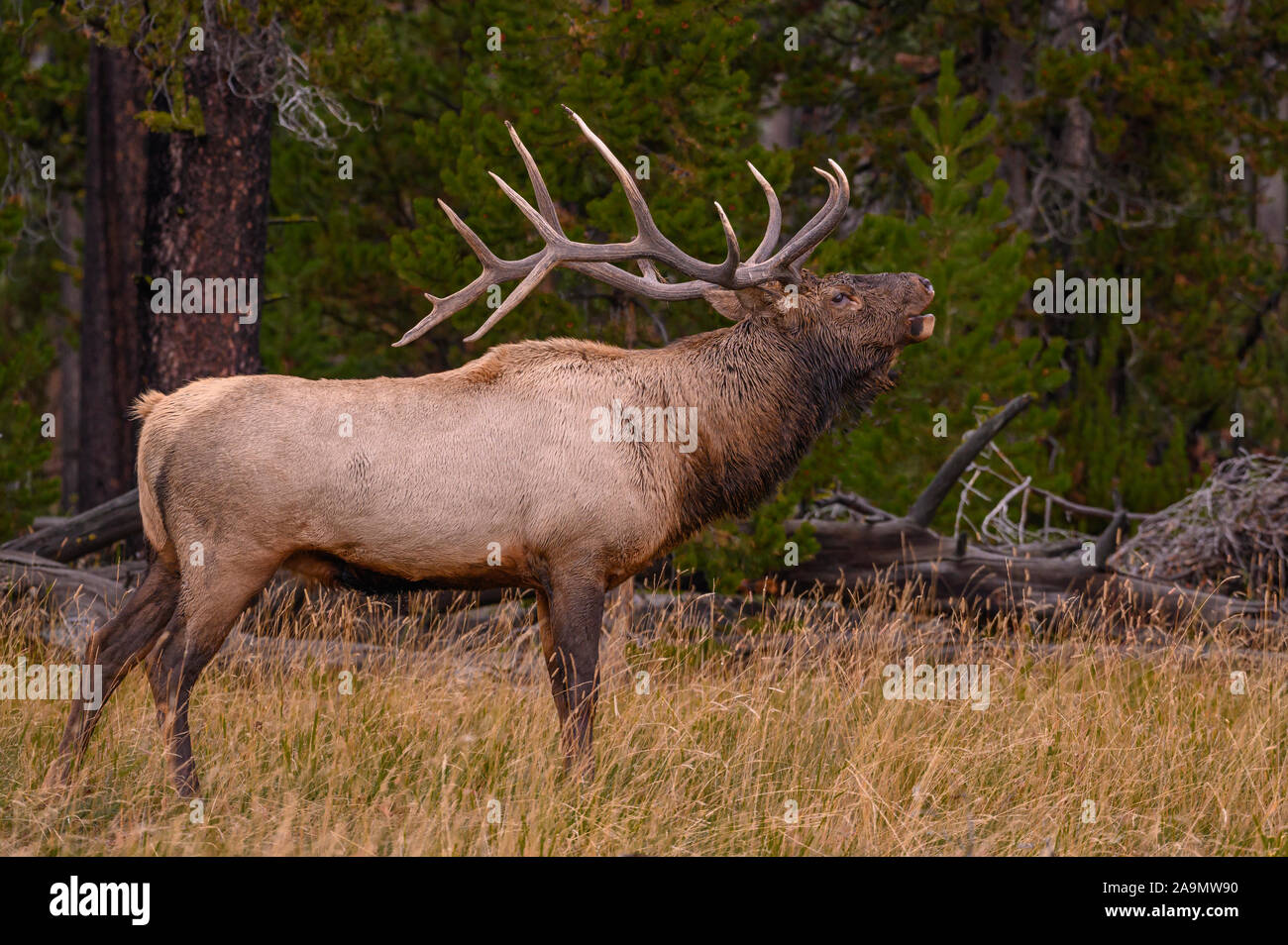 Rocky Mountain Elk bugling bull; Lake District, il Parco Nazionale di Yellowstone, Wyoming. Foto Stock