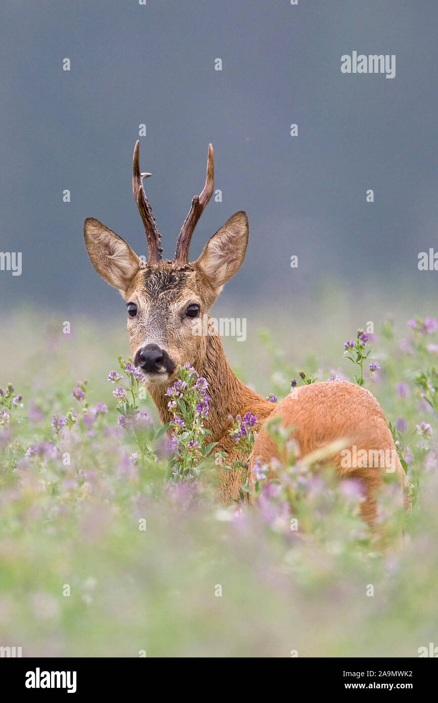 Reh, Junger Rehbock, (Capreolus capreolus) Foto Stock