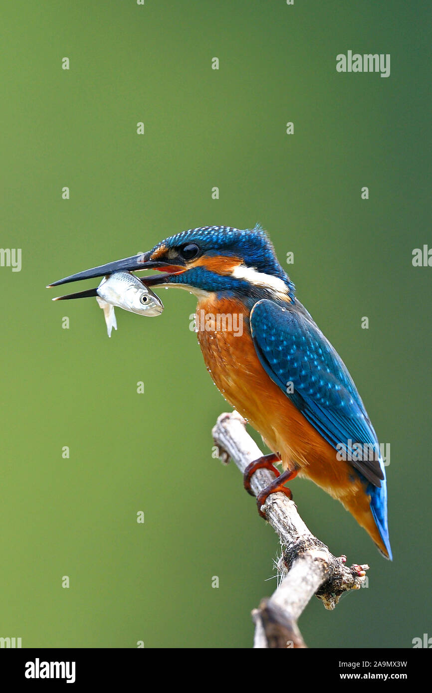 Eisvogel (Alcedo atthis) Foto Stock