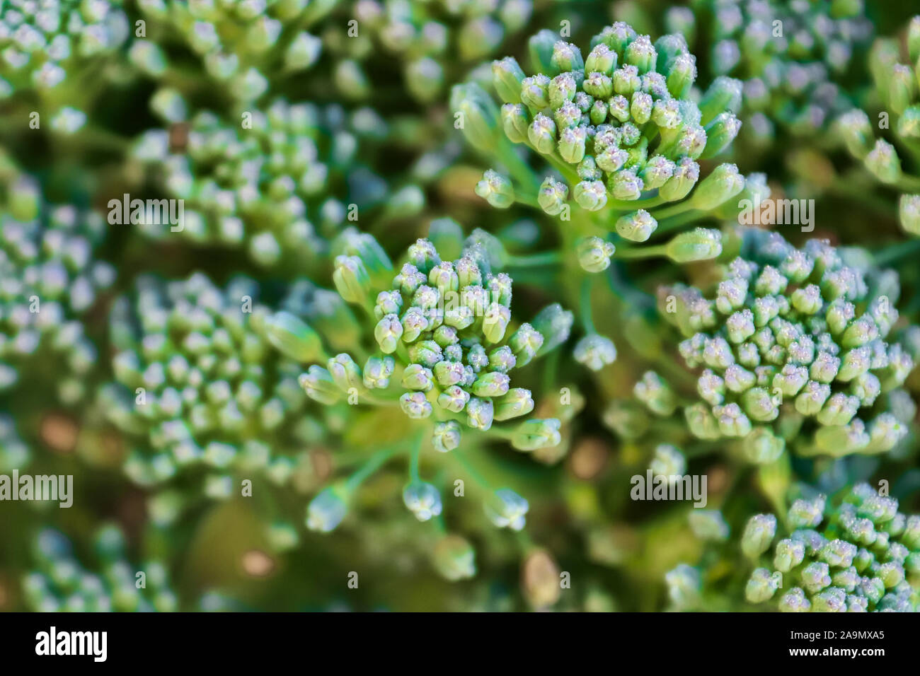 Primo piano di broccoli bud capi contro uno sfondo scuro Foto Stock