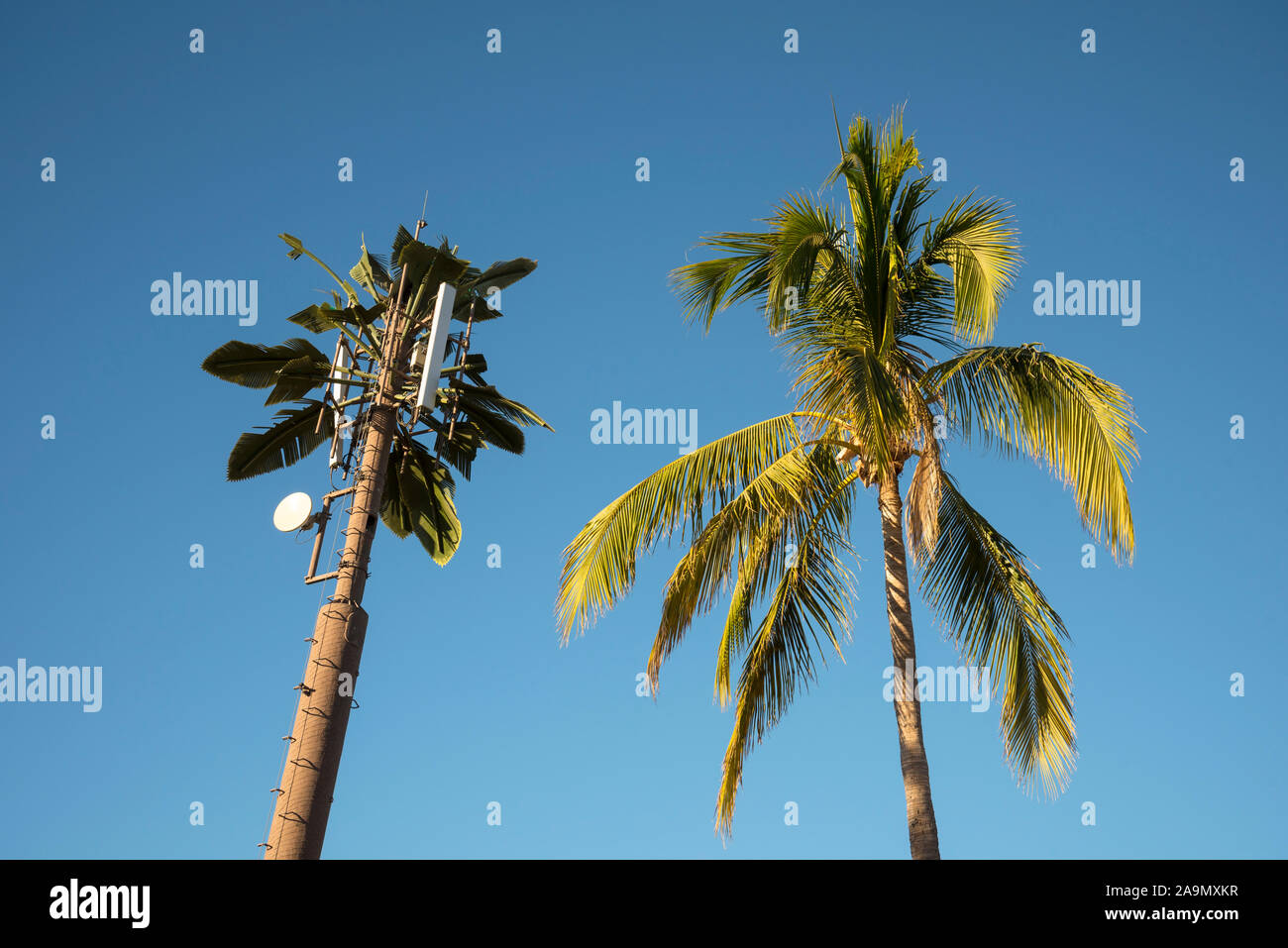 Palm Tree e telefono cellulare torre; Cabo San Lucas, Baja California Sur, Messico. Foto Stock