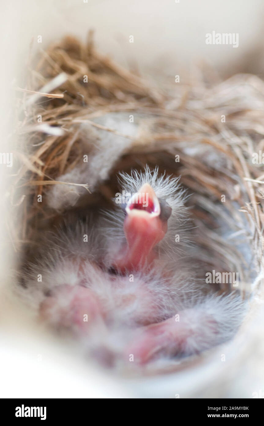 House Finch bambino uccello, la bocca aperta in un nido Foto Stock