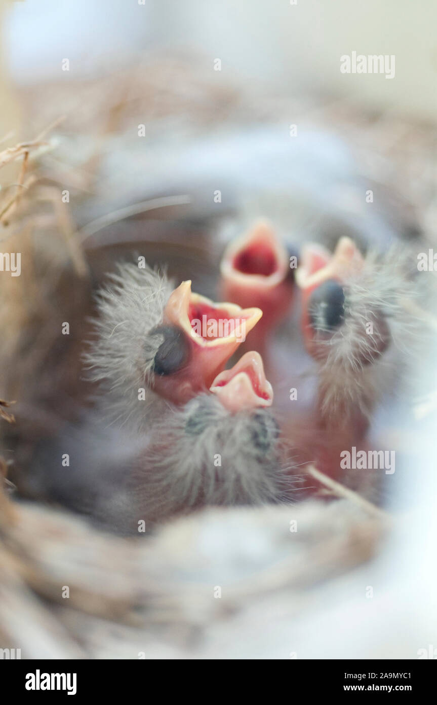 House Finch uccelli appena schiuse, bocca aperta Foto Stock