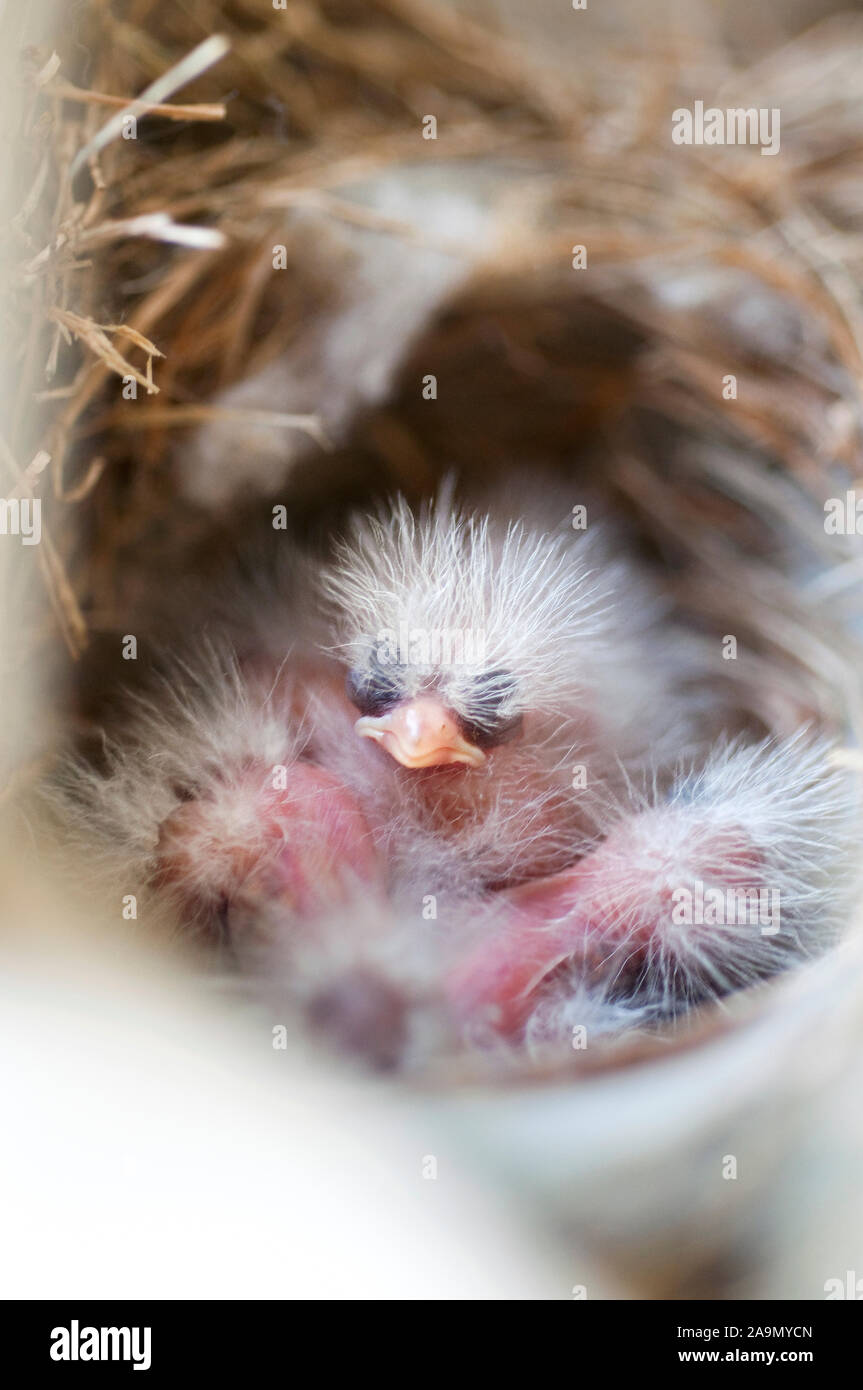 Casa neonato Finch in un nido Foto Stock