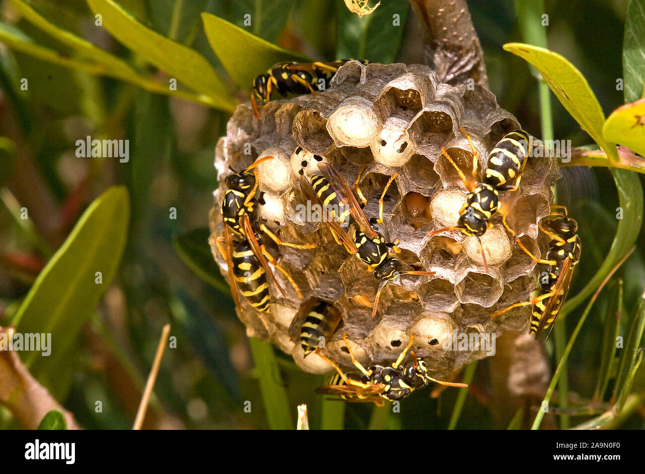 Feldwespe, Wespennest, Polistes gallicus, Foto Stock