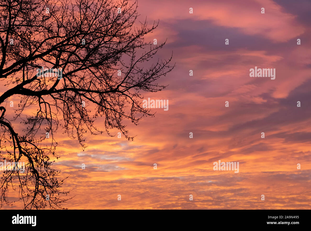 Cielo invernale all'alba, Ames, Iowa, Stati Uniti, con nuvole strato-cumulus rosa. Foto Stock