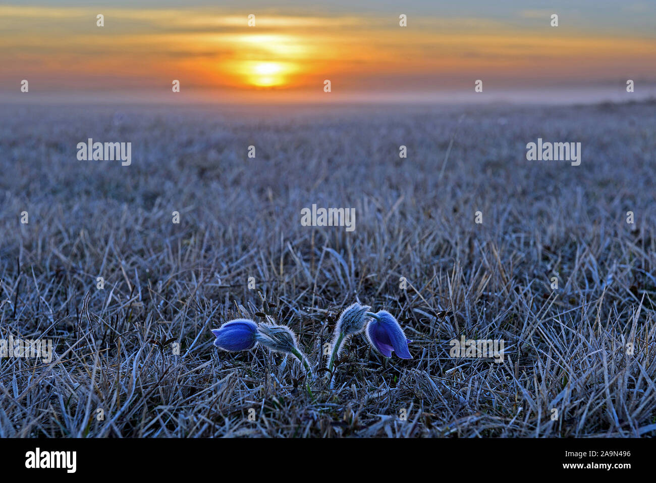 Zwei Küchenschellen in einer Heide Bei Sonnenaufgang Foto Stock