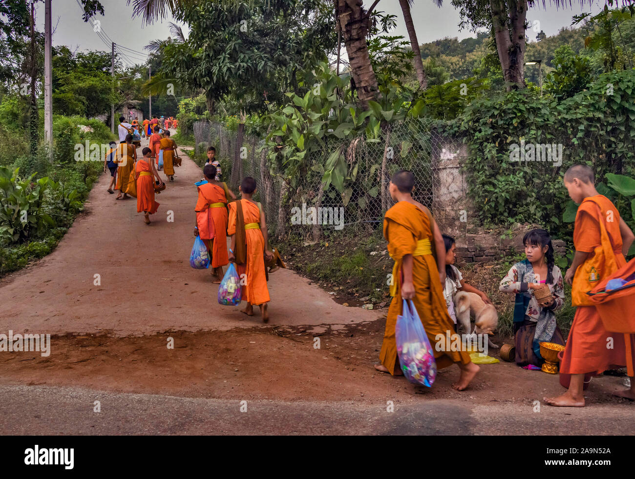 I monaci in abiti dello zafferano nelle strade all'alba nel Patrimonio Mondiale elencati città Luang Prabang in Laos la mattina alms dando cerimonia o Tak Bak Foto Stock
