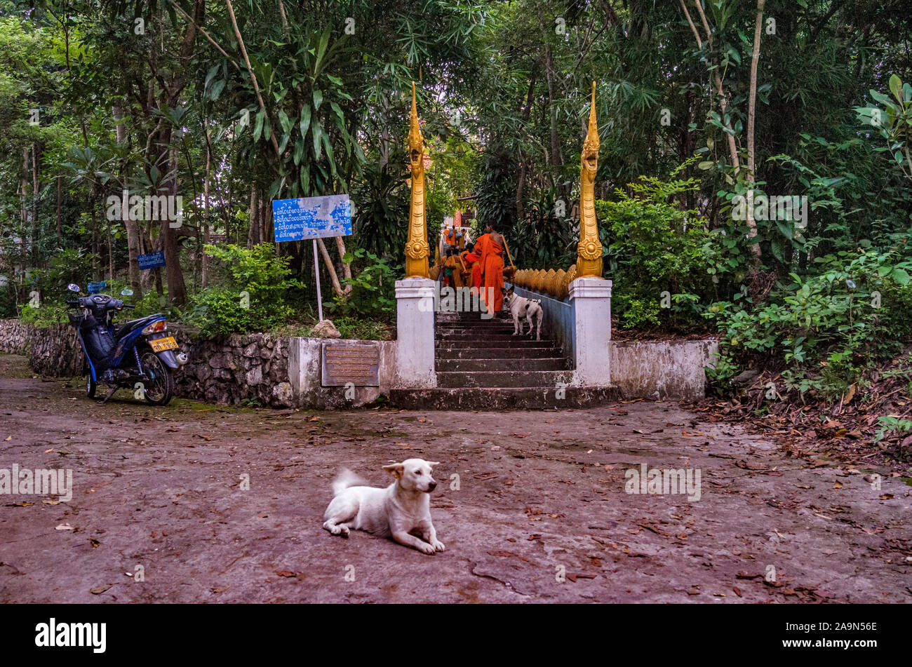 I monaci in abiti dello zafferano nelle strade all'alba nel Patrimonio Mondiale elencati città Luang Prabang in Laos la mattina alms dando cerimonia o Tak Bak Foto Stock