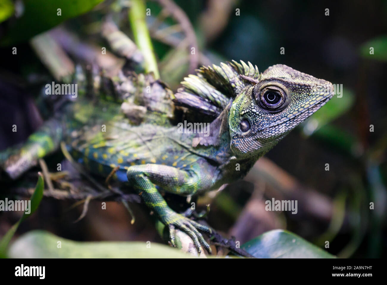 Grande angolo testa lizard Gonocephalus grandis rettile macro immagine Foto Stock
