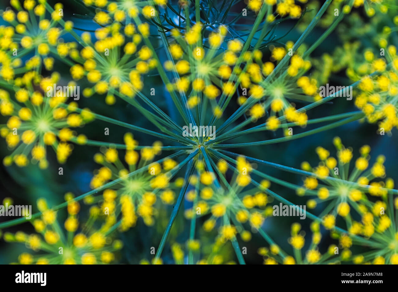 La vista dettagliata della testa di aneto peduncoli con fiori blured Foto Stock