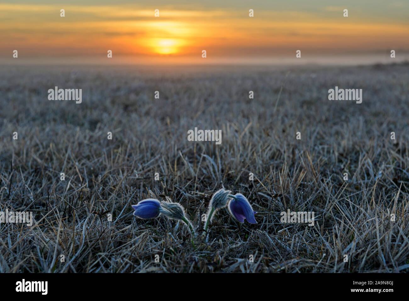 Zwei Küchenschellen in einer Heide Bei Sonnenaufgang Foto Stock