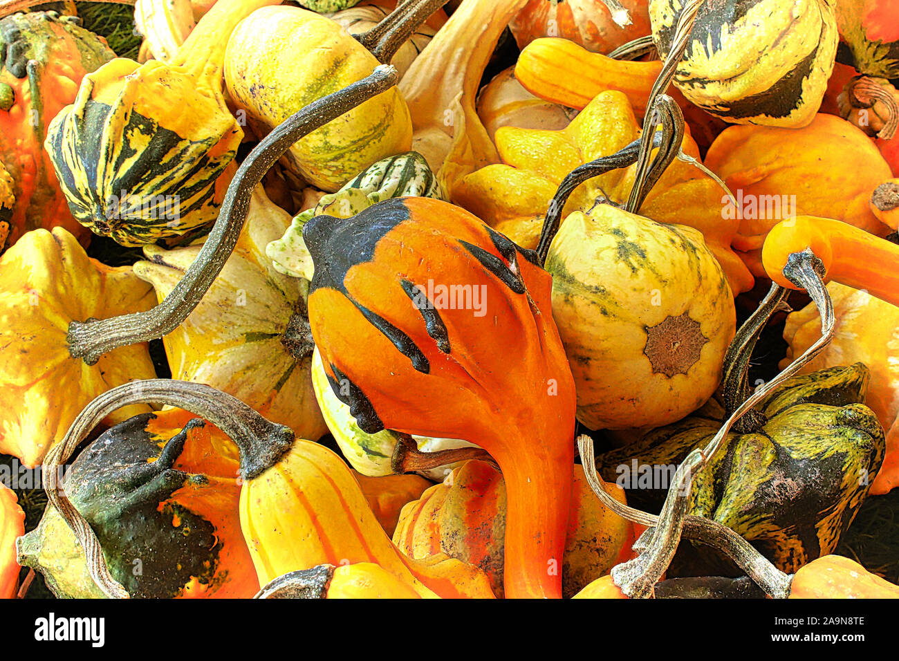Un mucchio di autunno zucche in varie forme e dimensioni Foto Stock