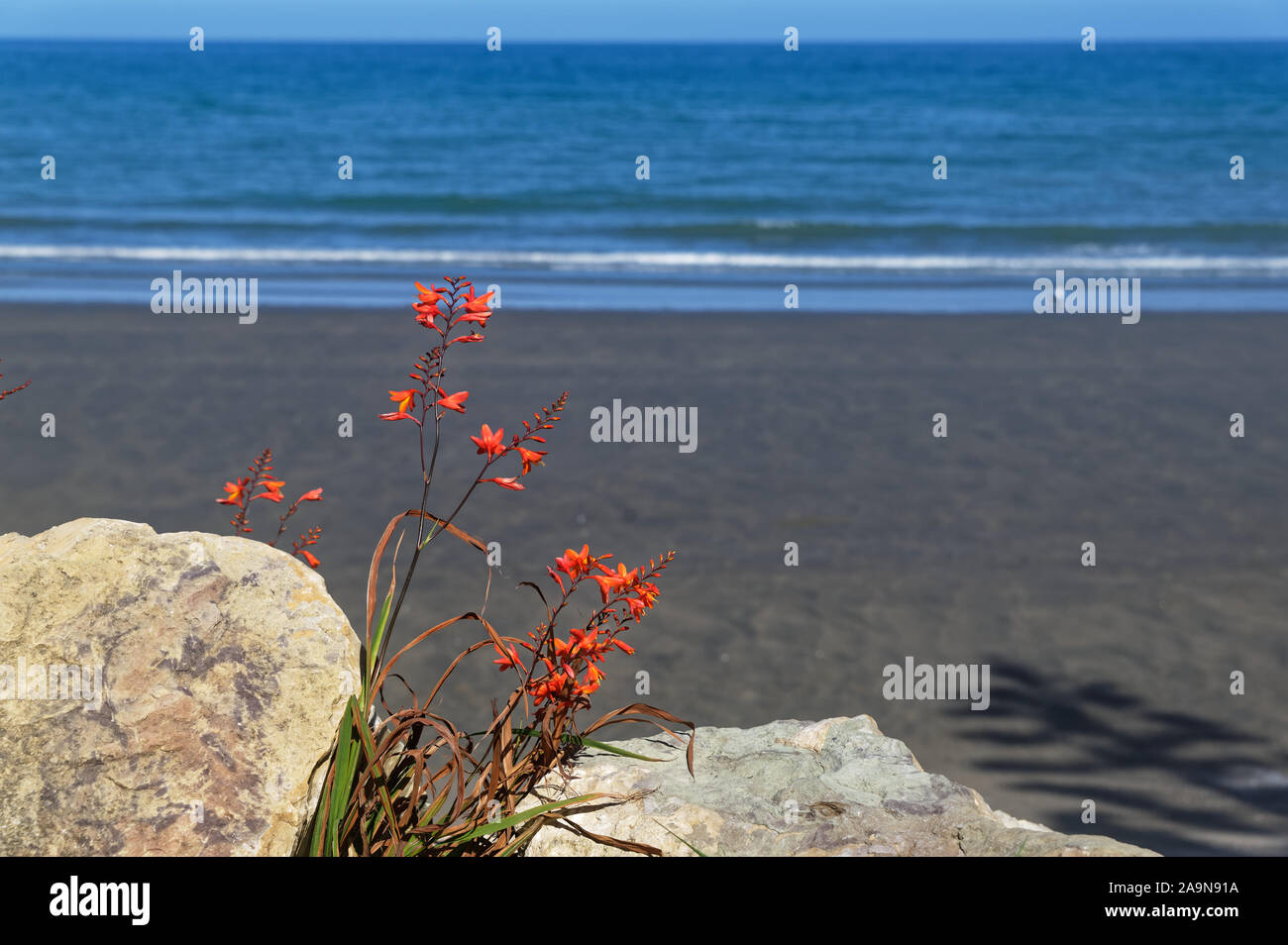 Montbreatia fiori in tra massi di fronte al mare Foto Stock
