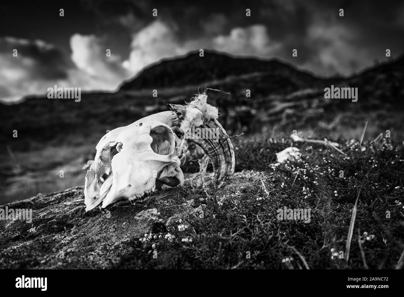 Cranio di pecora wiyj avvisatore acustico sulla roccia di montagna alla sommità della rupe di Gale nel Lake District, UK - monocromatico modifica Foto Stock