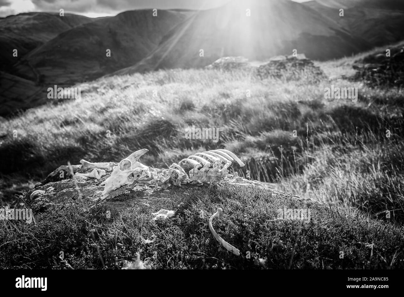 Pecore disperse scheletro sulla roccia di montagna a soleggiata giornata autunnale nel Lake District, UK - monocromatico modifica Foto Stock