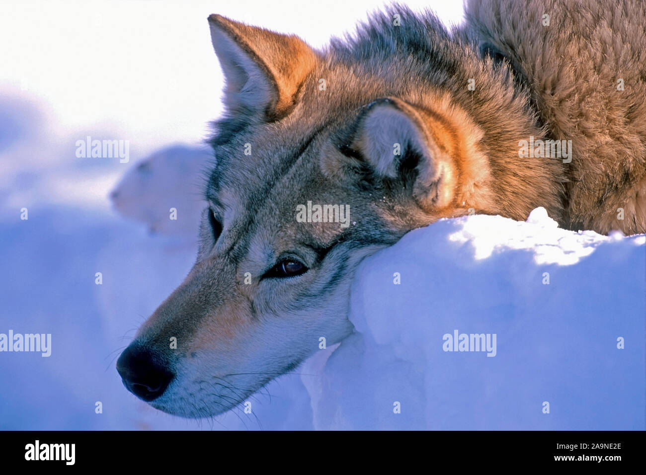 Husky siberiana sdraiata sulla neve, guardando in lontananza, testa in alto ritratto Foto Stock