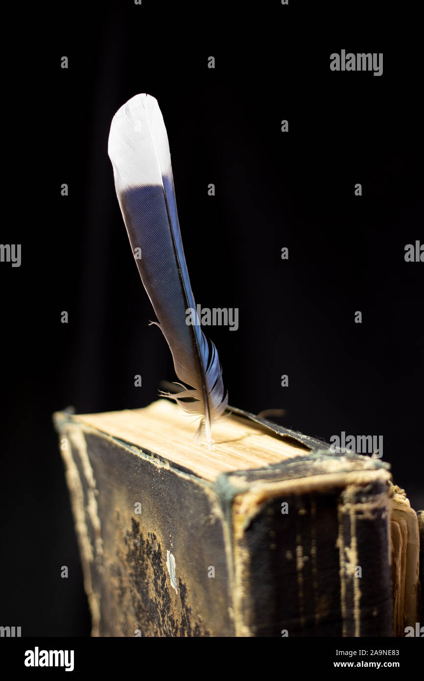 Blue Jay Feather in una Bibbia Foto Stock