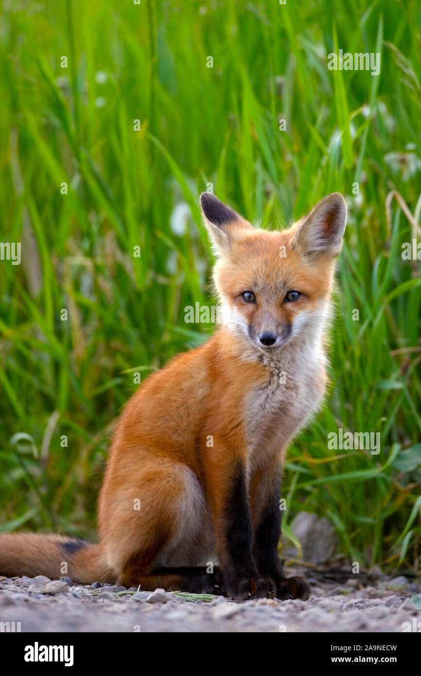 Carino Baby Red Fox seduti di fronte ad alta estate erba prato. Foto Stock