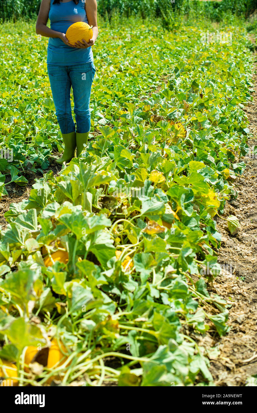 Harvest canary meloni. Giornata di sole. Raccolta di meloni gialli nella piantagione. Donna tenere il melone in una grande azienda agricola. Foto Stock