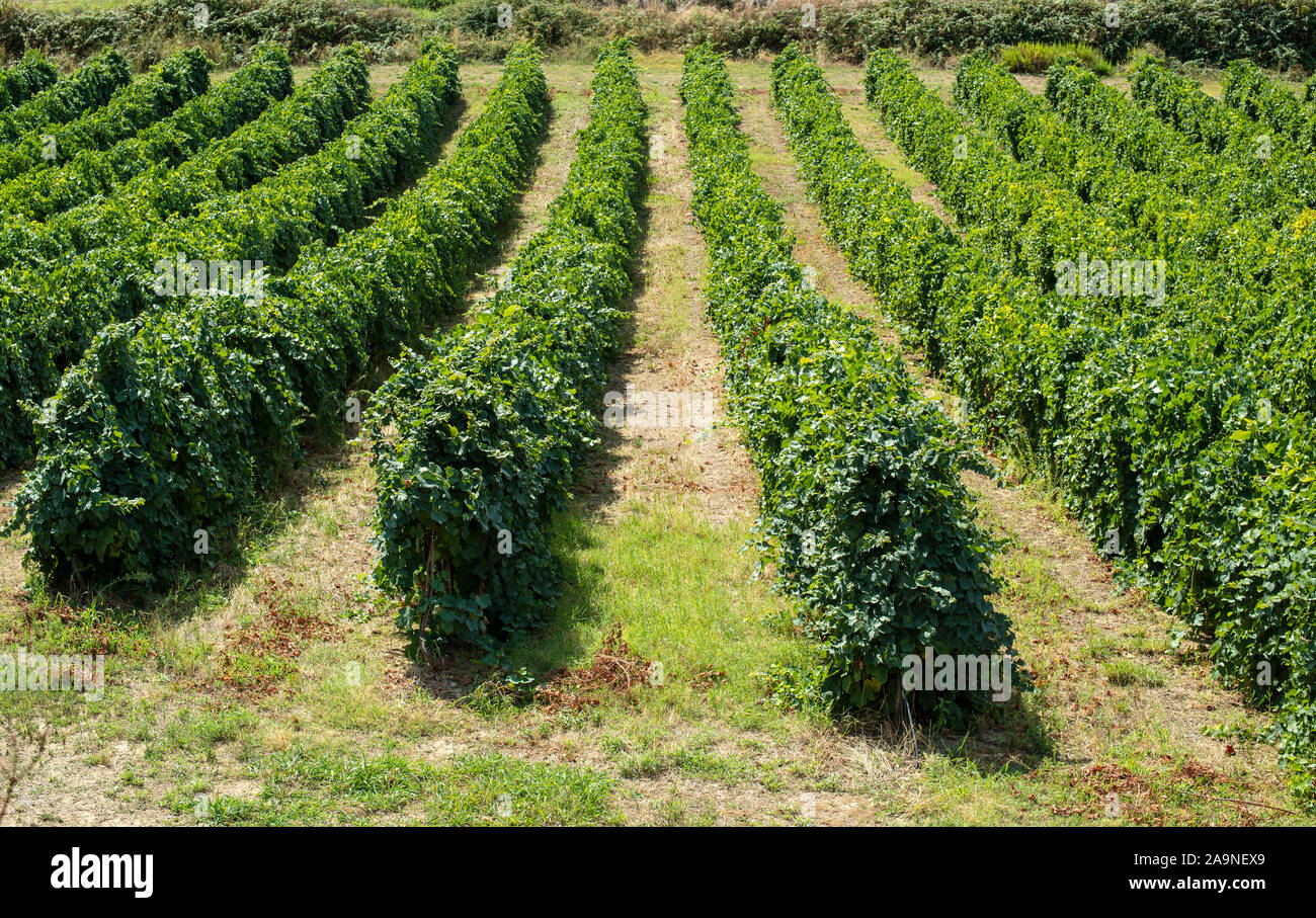 Vigneti in righe. Alta viste da fuco. Retroilluminazione del tramonto. Immagine panoramica. Coltivazione di uve del vino in Italia. Foto Stock