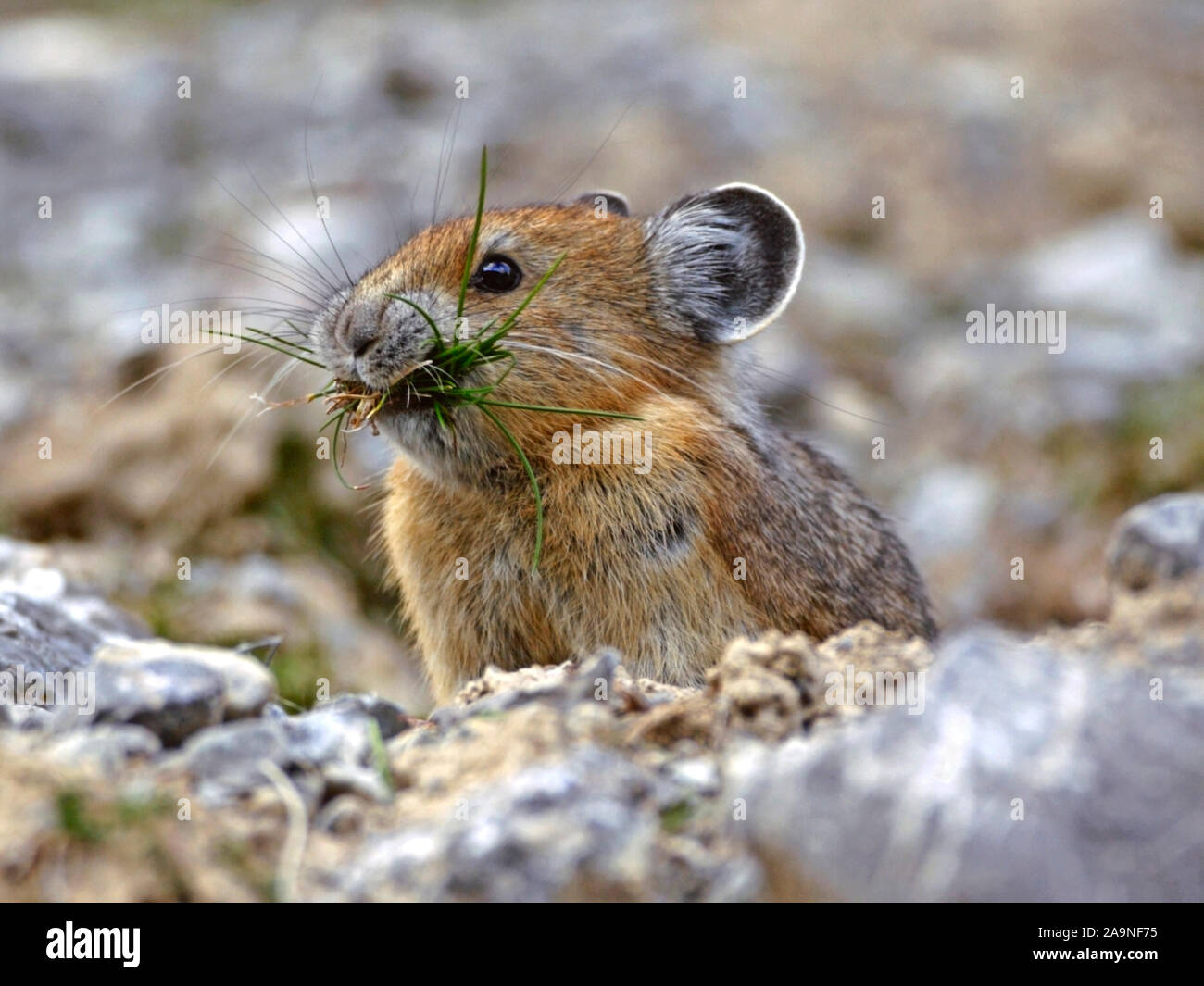 Pika permanente sulla roccia, portando il taglio di erba in bocca, che è memorizzato in den per alimentare d'inverno. Foto Stock
