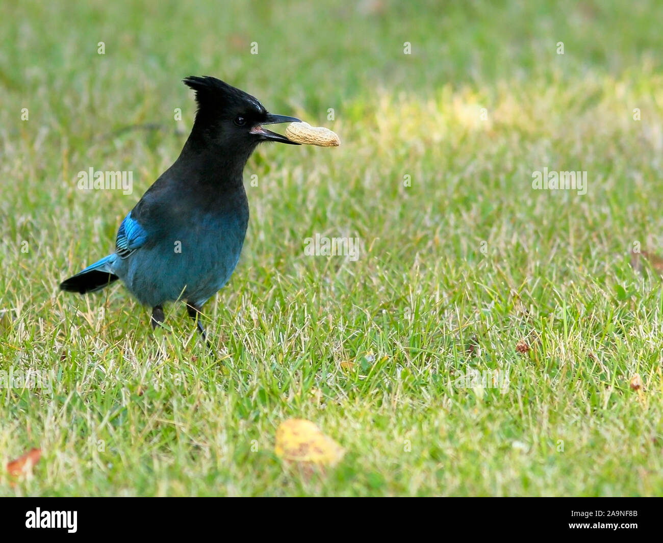 Steller Jay in erba, tenendo peanut nel becco, guardando avviso. Foto Stock