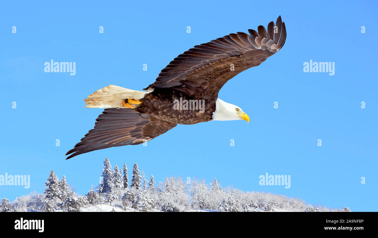 Bella aquila calva volando a bassa quota sopra paesaggio invernale, impennata sulla luce blu del cielo. Foto Stock