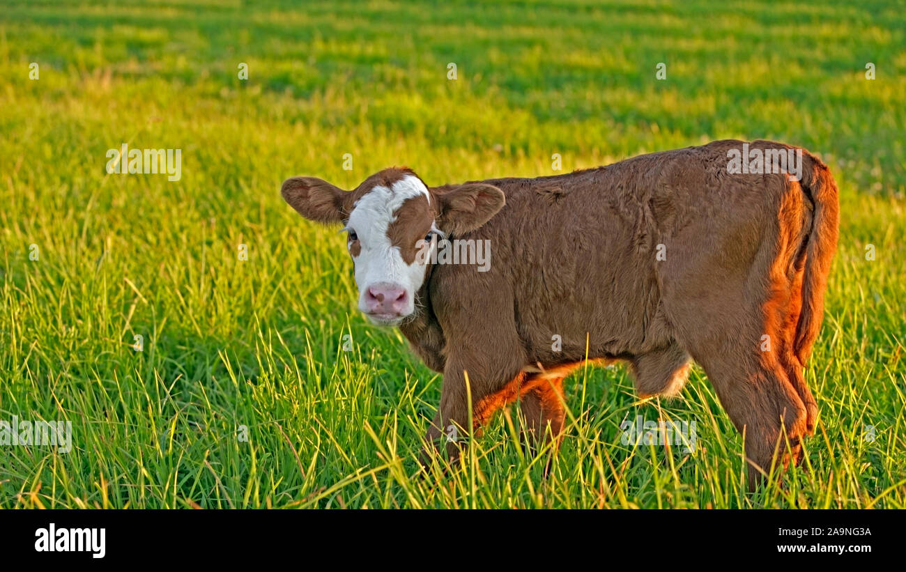 Mucca vitello Angus Hereford staninding trasversale nel prato, nel tardo pomeriggio la luce del sole Foto Stock