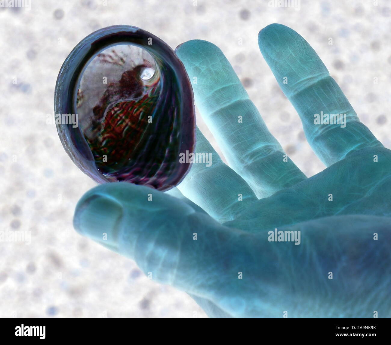 Piccola (paua abalone) guscio appoggiato su una mano blu a NZ beach Foto Stock