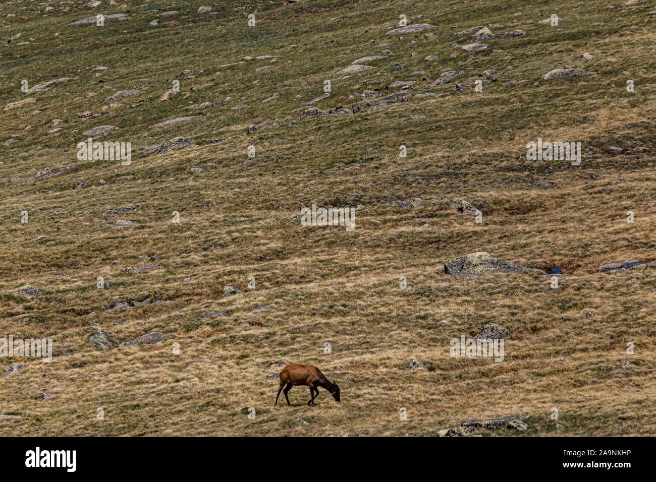 Un mulo cervo sulla tundra e al Parco Nazionale delle Montagne Rocciose in Colorado. Foto Stock