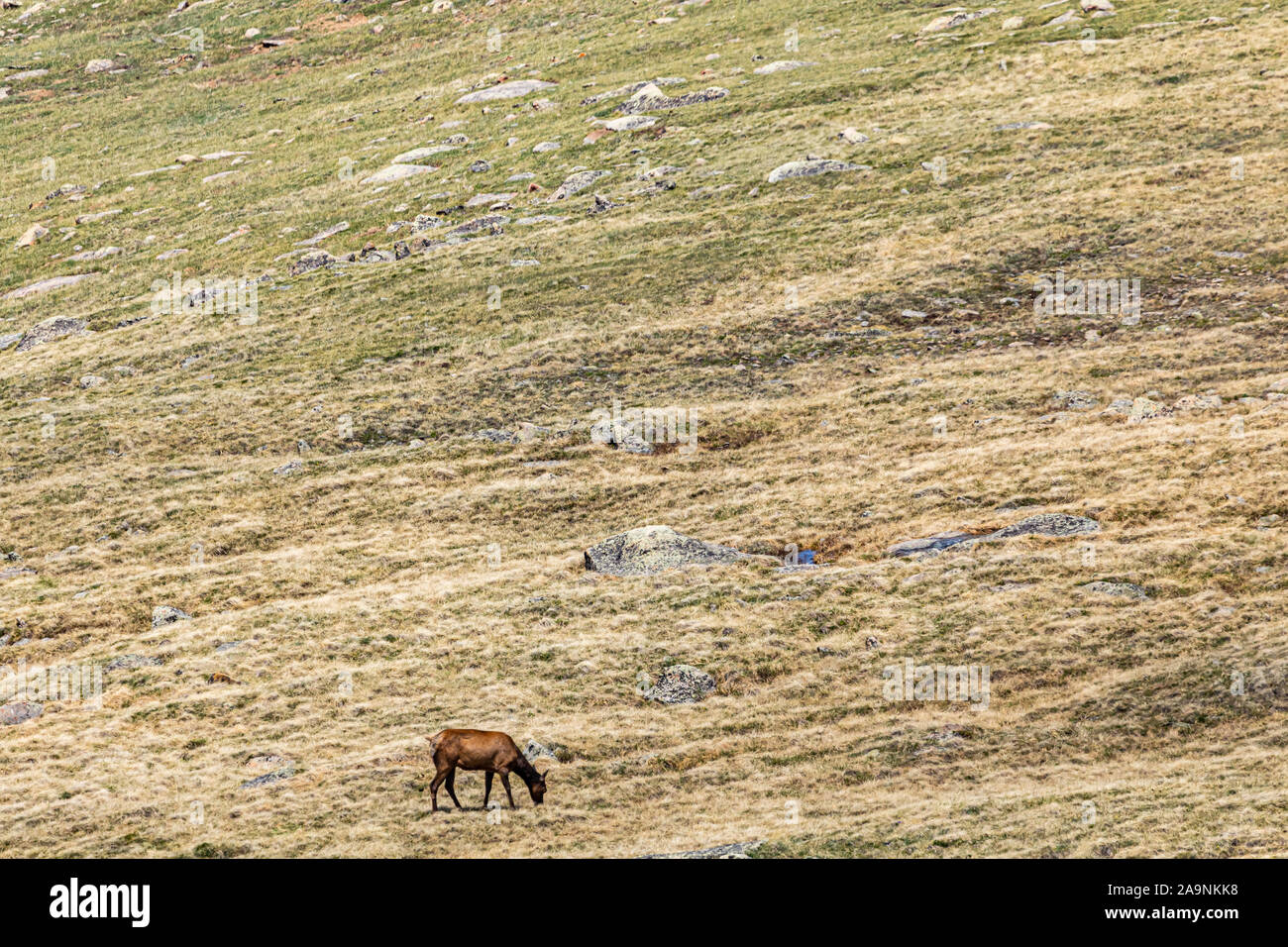 Un mulo cervo sulla tundra e al Parco Nazionale delle Montagne Rocciose in Colorado. Foto Stock