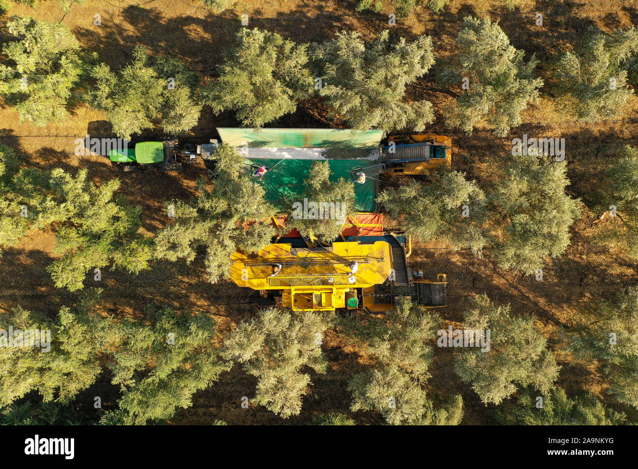Albero di olivo scuotitore operazione Harvester sostenuta da quattro pole battendo i lavoratori, antenna Foto Stock
