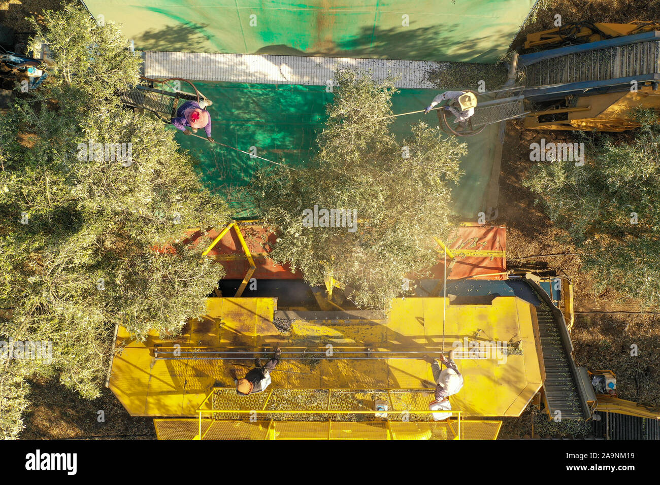 Albero di olivo scuotitore operazione Harvester sostenuta da quattro pole battendo i lavoratori, antenna Foto Stock