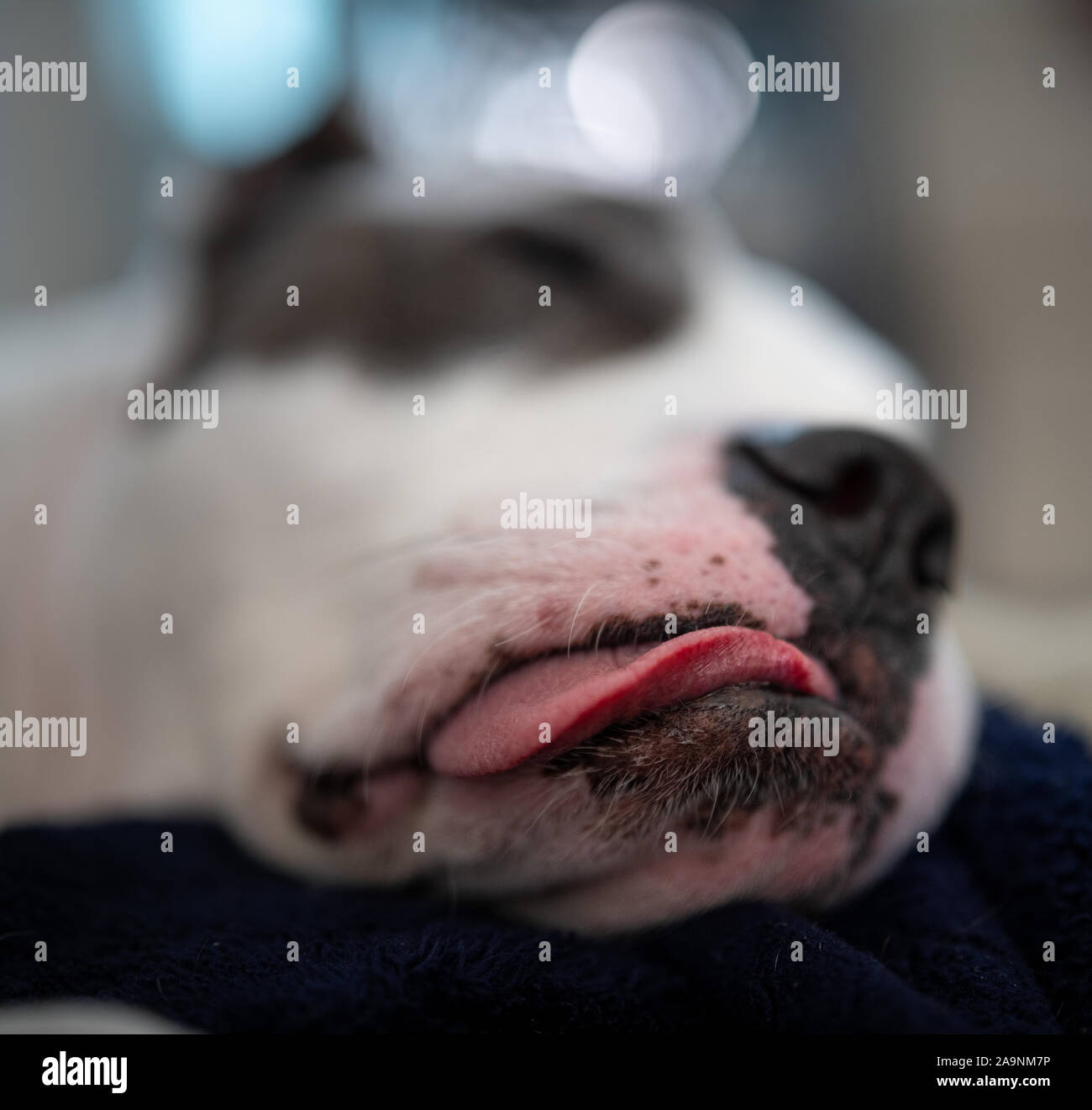 Uno stanco e affaticato american staffordshire terrier dorme con la lingua fuori Foto Stock