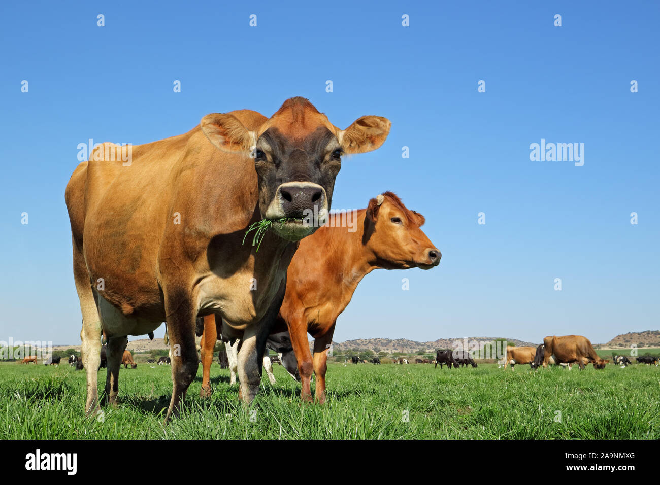 A basso angolo di visione delle vacche da latte di pascolare su lussureggianti e verdi pascoli contro un cielo blu chiaro Foto Stock
