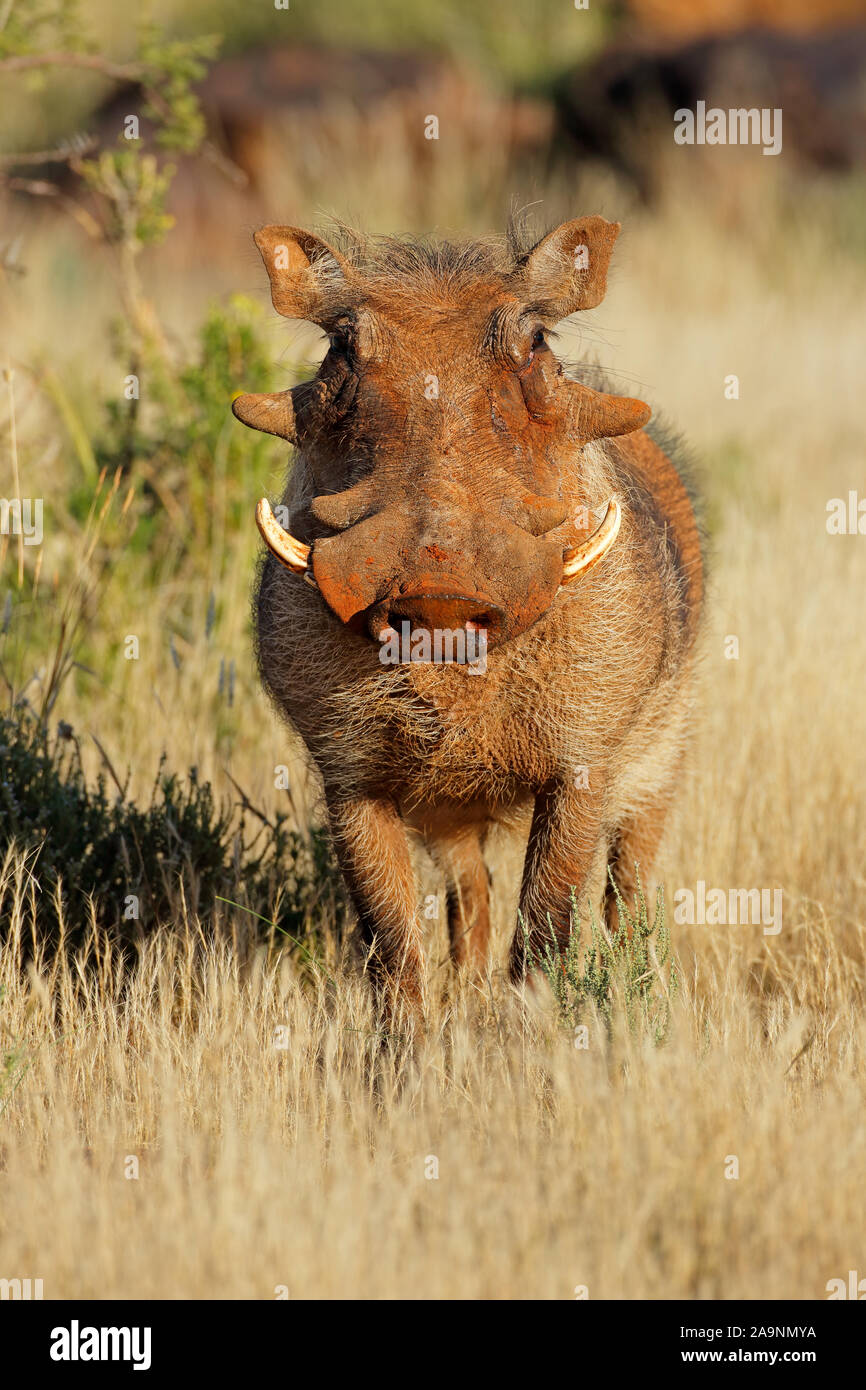 Un grande warthog (Phacochoerus africanus) in habitat naturale, Sud Africa Foto Stock