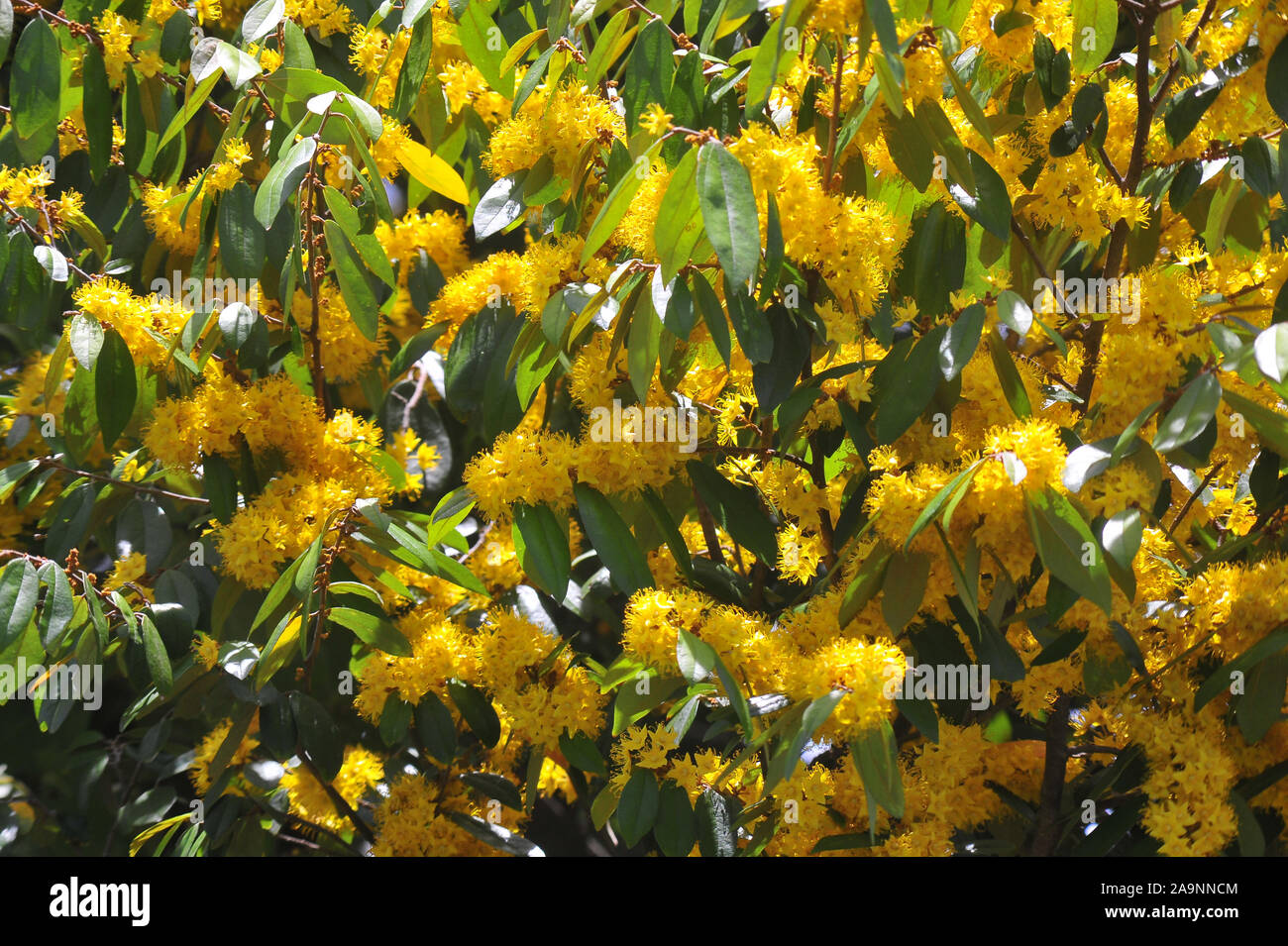 Stella gialla fiori o Schoutenia glomerata re subsp.peregrina (Craib Roekm). Foto Stock