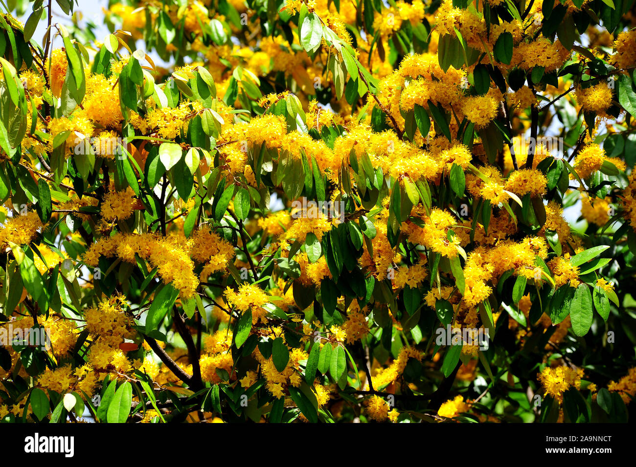 Stella gialla fiori o Schoutenia glomerata re subsp.peregrina (Craib Roekm). Foto Stock