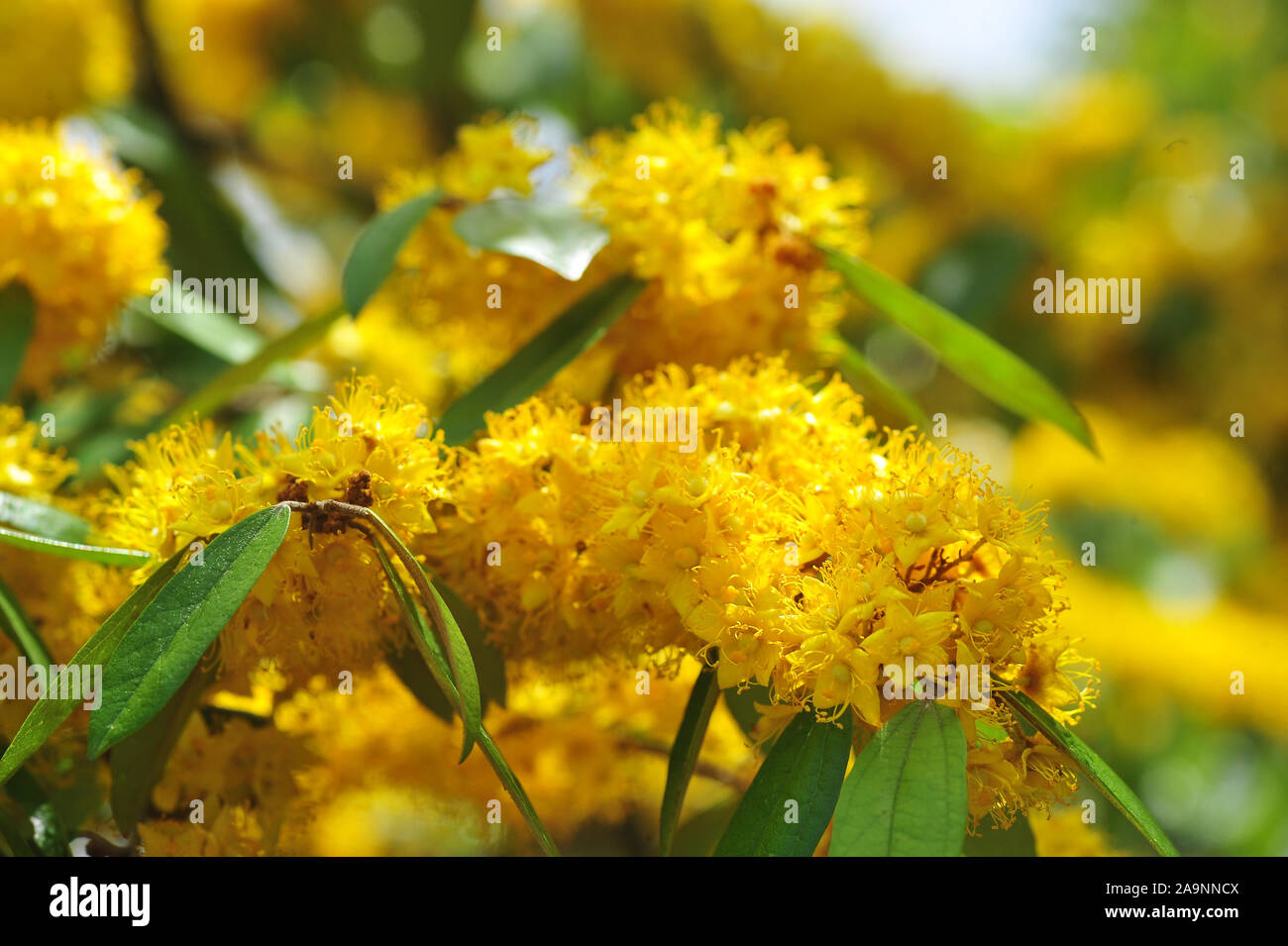 Stella gialla fiori o Schoutenia glomerata re subsp.peregrina (Craib) Roekm Foto Stock