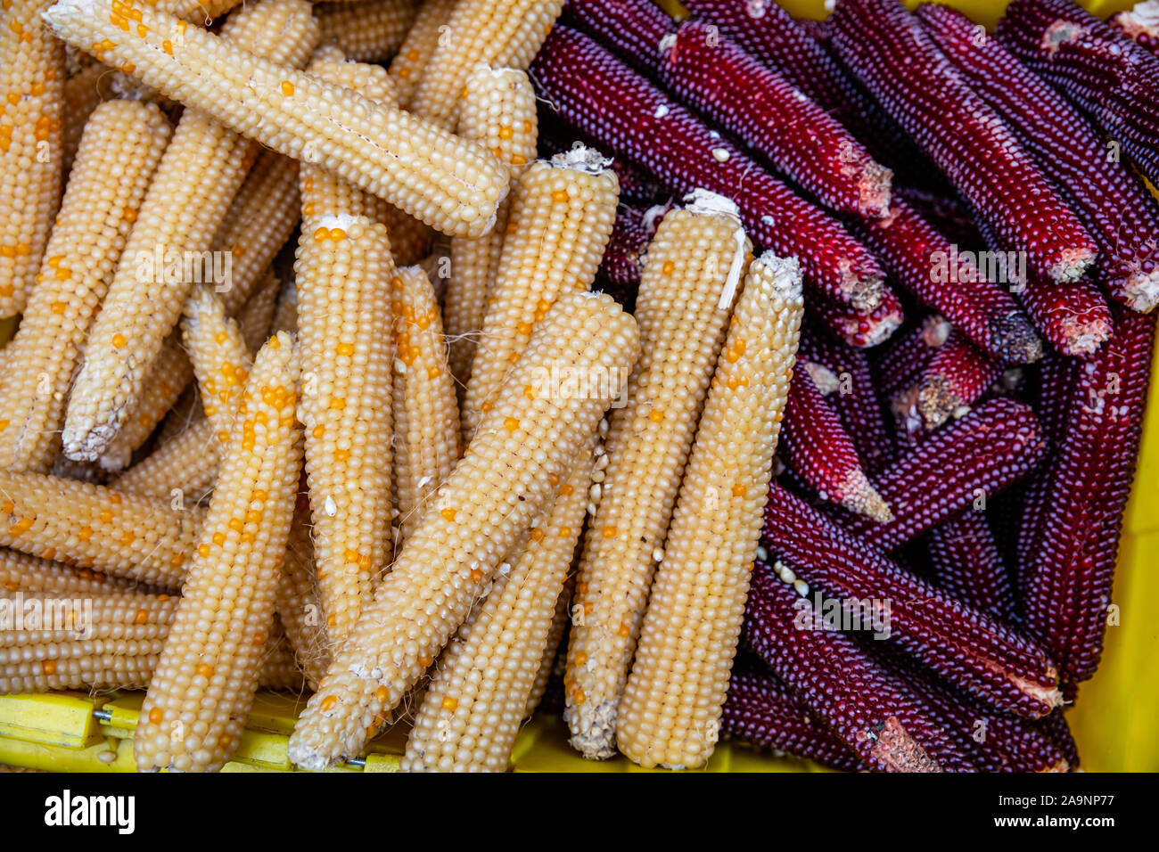 Il mais vitreo di colore giallo e di colore rubino intenso per la vendita a l'aria aperta agli agricoltori di stallo del mercato, a fondo pieno, closeup vista superiore Foto Stock