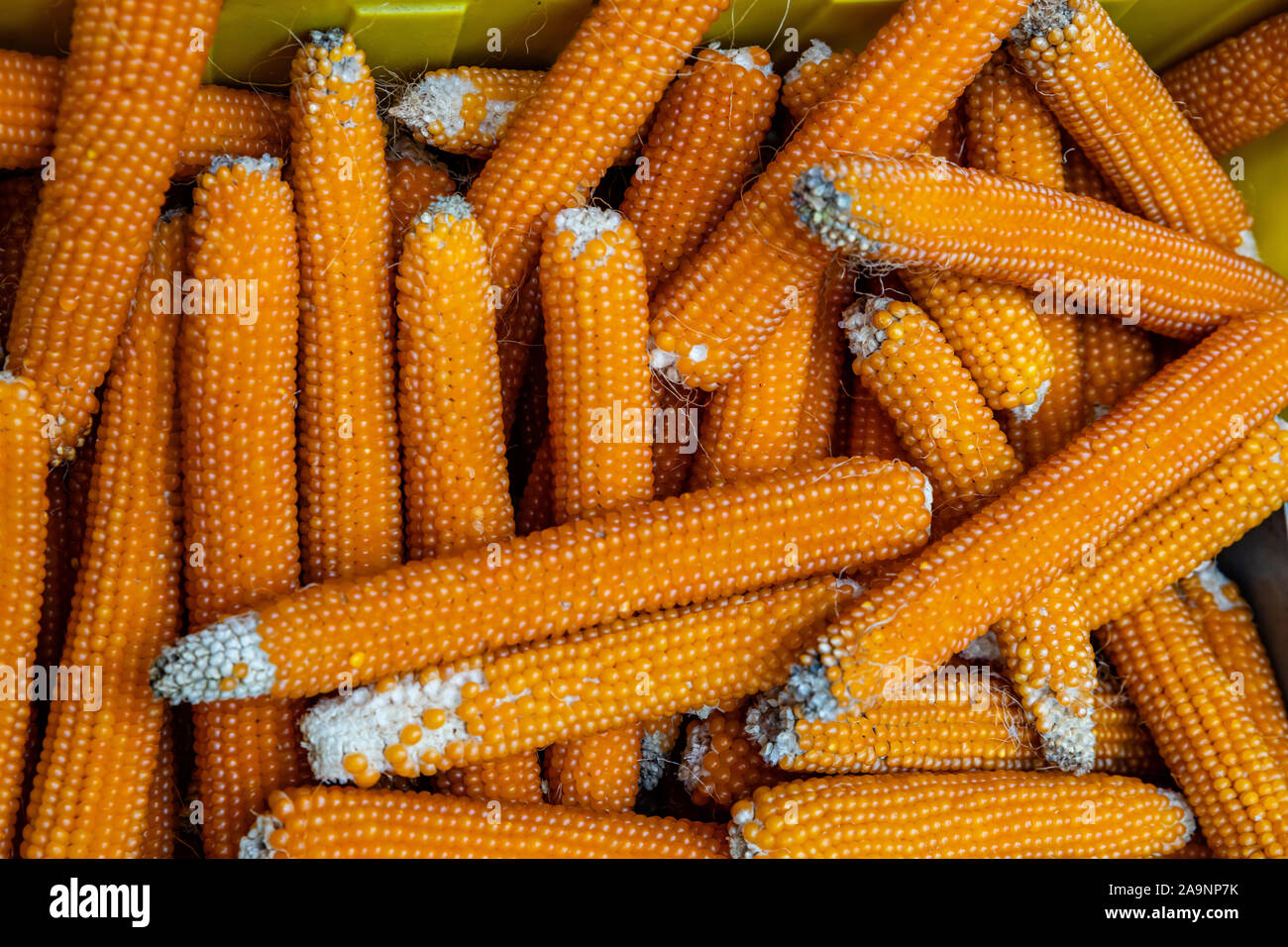 Il mais vitreo di colore arancione per la vendita a l'aria aperta agli agricoltori di stallo del mercato, a fondo pieno, closeup vista superiore Foto Stock