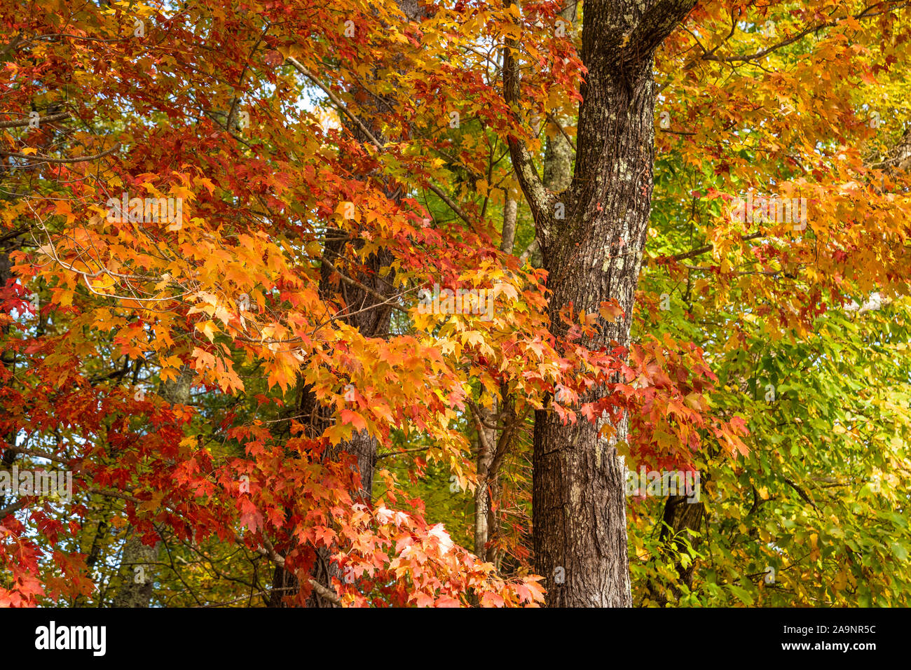 Colorato Foglie di autunno a Unicoi State Park in Blue Ridge Mountains vicino a Helen, Georgia. (USA) Foto Stock