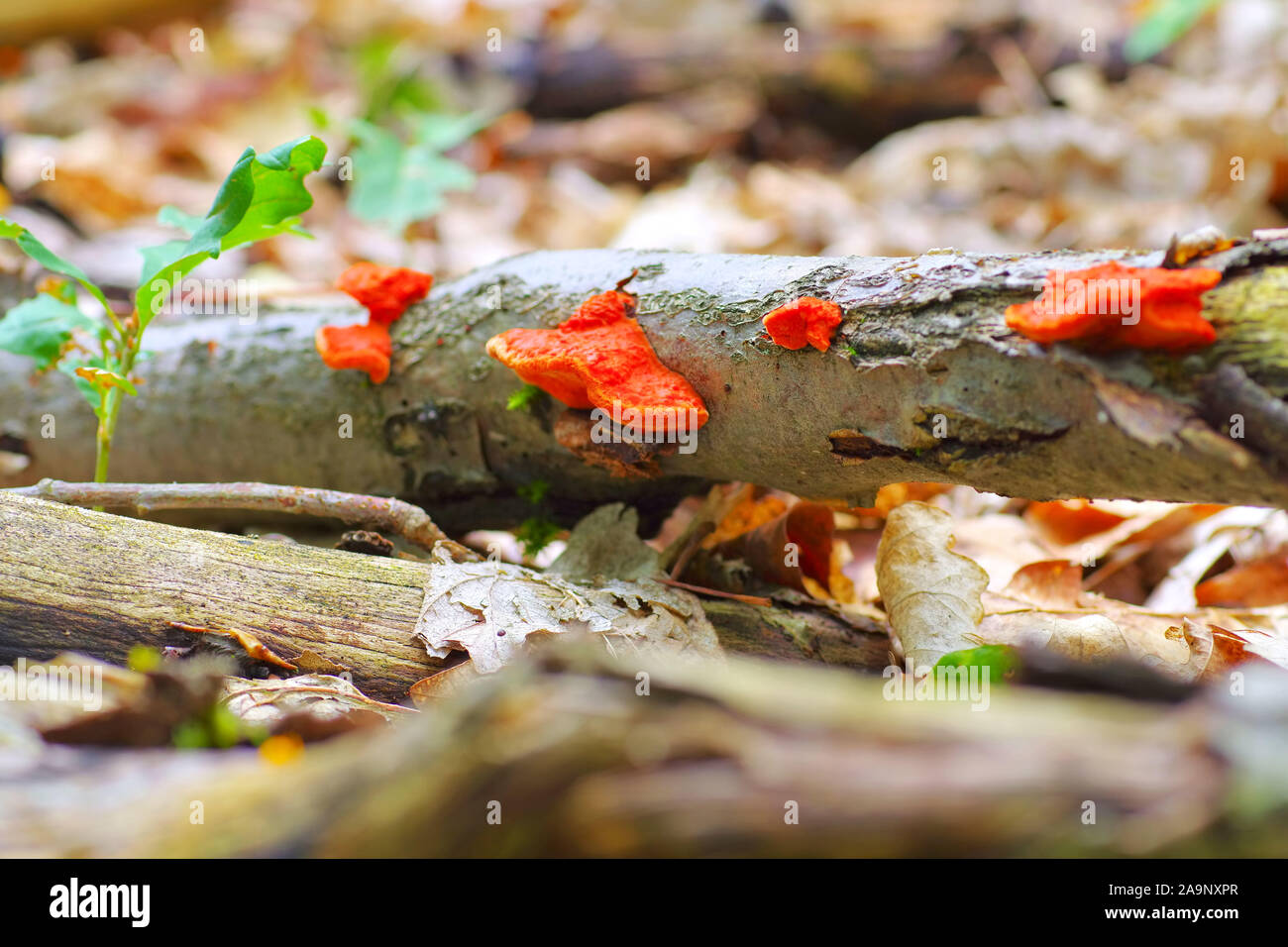 Pycnoporus cinnabarinus, noto anche come il cinabro polypore nella foresta di autunno Foto Stock