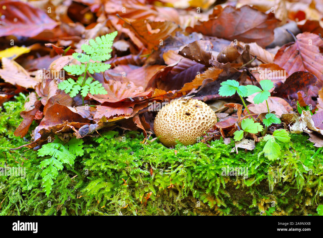 La sclerodermia o eart sfera nella foresta di autunno Foto Stock