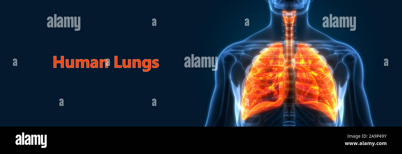 Respiratorio umano anatomia del sistema Foto Stock