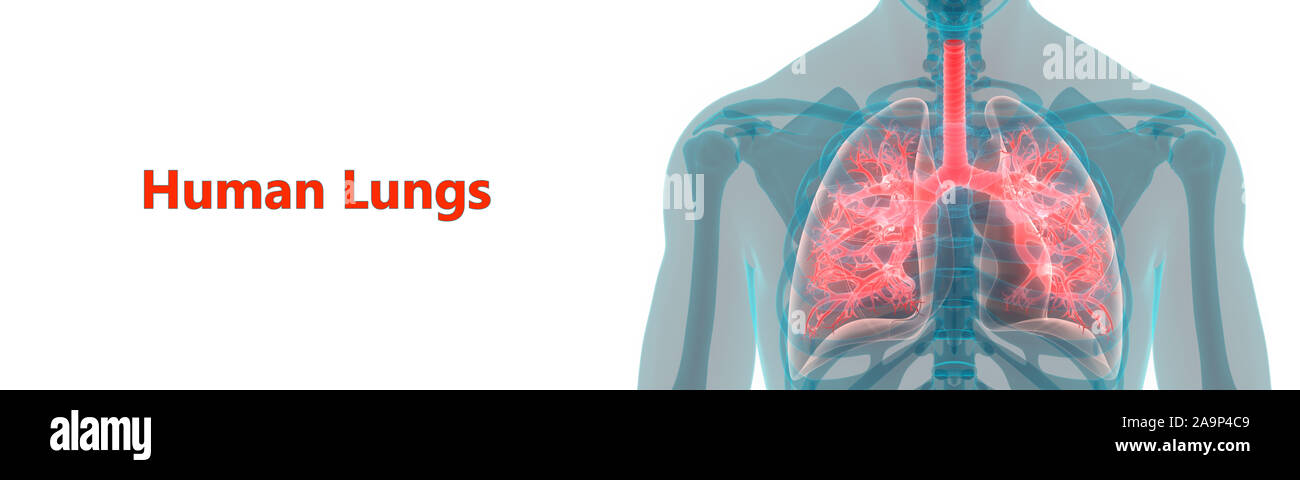 Respiratorio umano anatomia del sistema Foto Stock